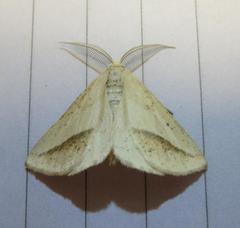 Lychnosea intermicata