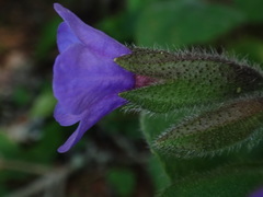Pulmonaria kerneri