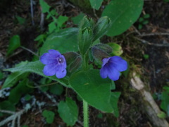 Pulmonaria kerneri
