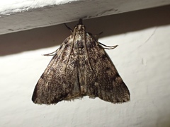 Aglossa pinguinalis