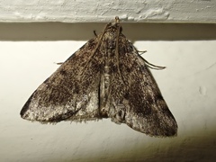 Aglossa pinguinalis