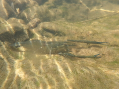 Macrobrachium formosense