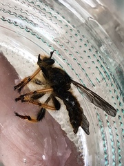 Pogonosoma maroccanum