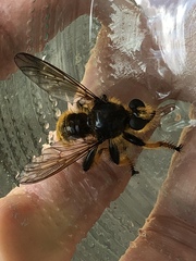 Pogonosoma maroccanum