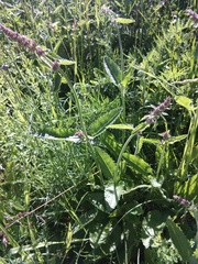 Betonica officinalis