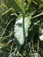 Betonica officinalis
