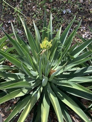 Agave desmettiana