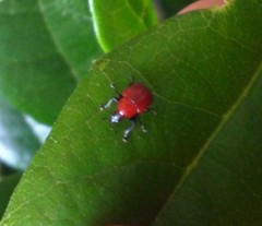 Attelabinae