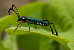 Helymaeus notaticollis