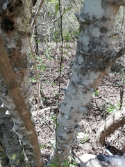 Piptadenia retusa