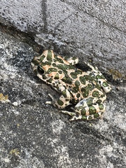 Bufotes viridis viridis