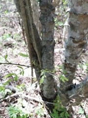 Piptadenia retusa