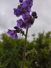 Polemonium caeruleum