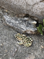 Bufotes viridis viridis