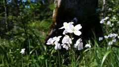 Cardamine nuttallii