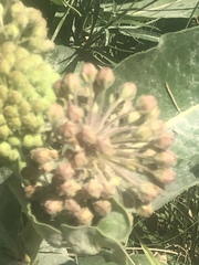 Asclepias syriaca