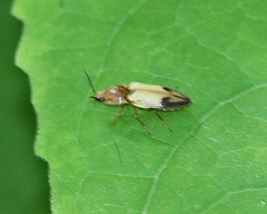 Stropenron hamata