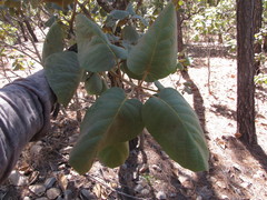Quercus tarahumara