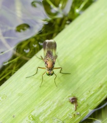 Poecilobothrus nobilitatus