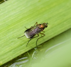 Poecilobothrus nobilitatus
