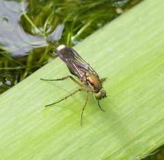 Poecilobothrus nobilitatus