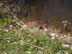 Pelophylax epeiroticus