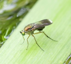 Poecilobothrus nobilitatus