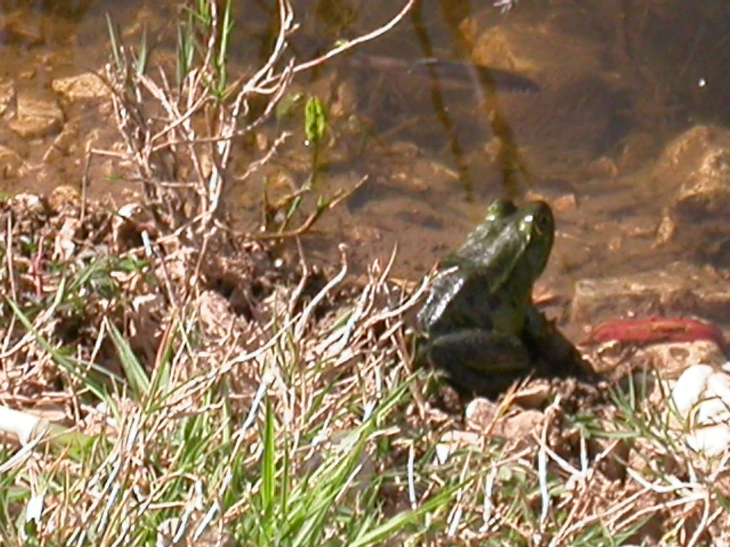Epirus Water Frog
