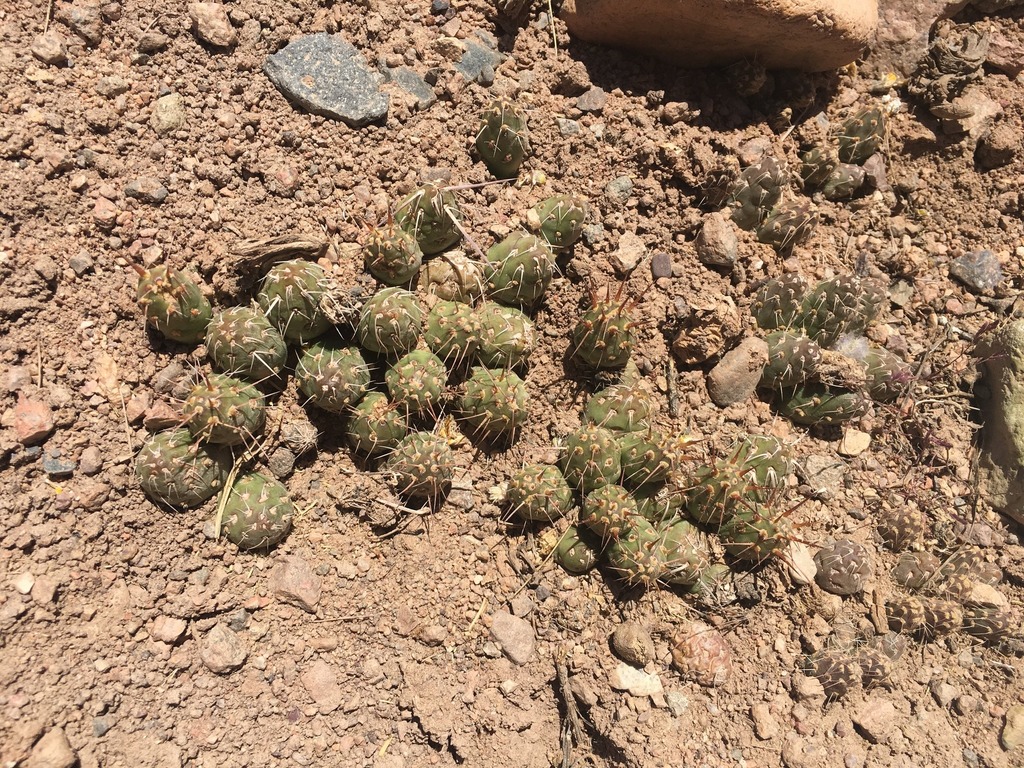 Maihueniopsis archiconoidea, Copiapo, Atacama, Chile