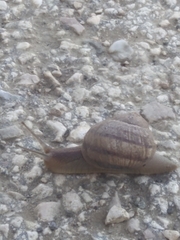 Helix albescens
