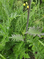 Polemonium caeruleum