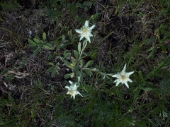 Leontopodium