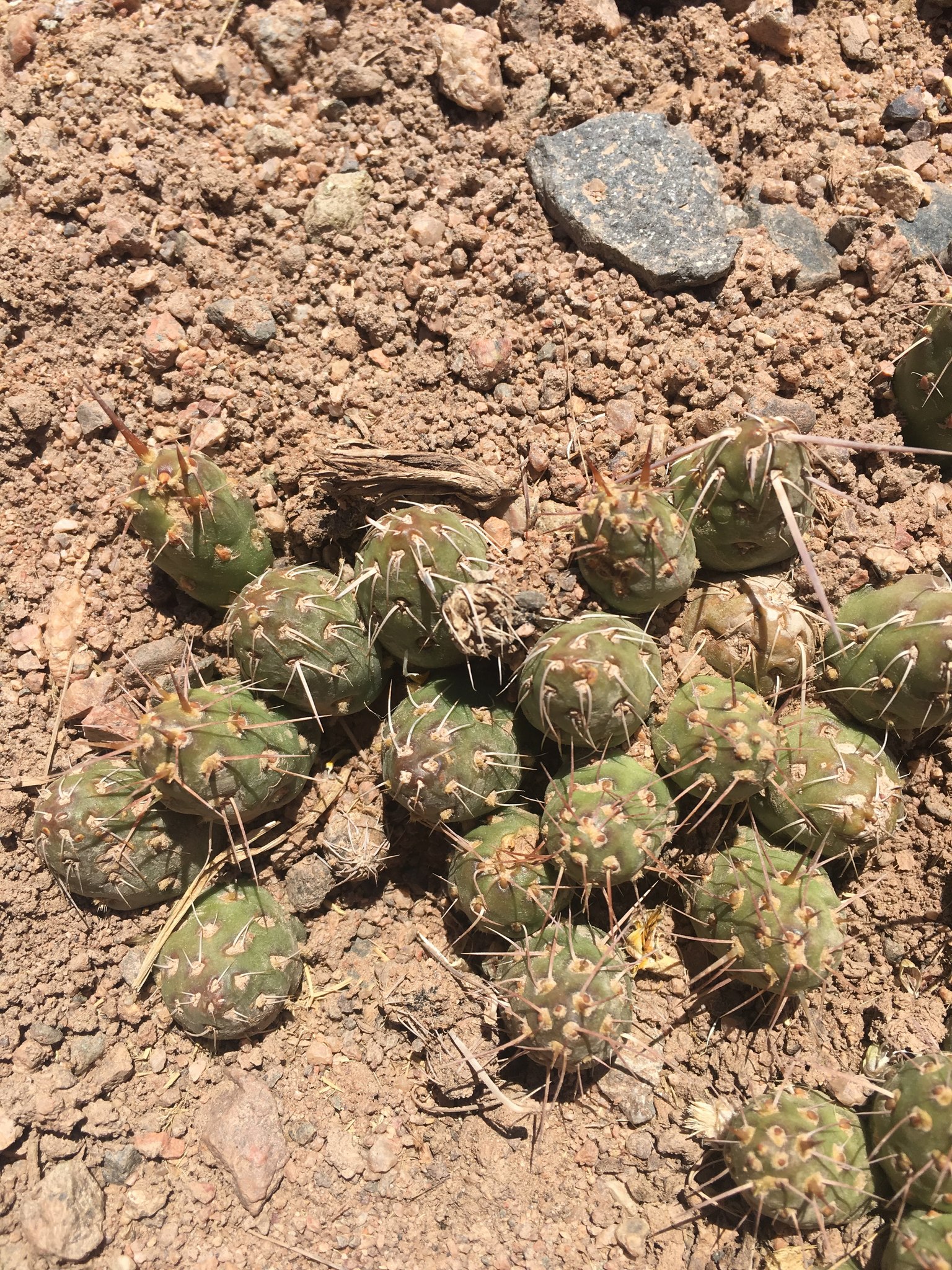 Maihueniopsis archiconoidea