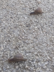 Helix albescens