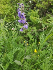Polemonium caeruleum