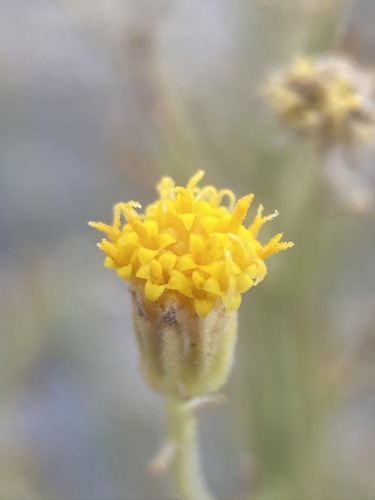 Image of Laphamia gracilis by (c) Matt Berger, some rights reserved (CC BY)