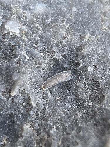 Image of Laphamia gracilis by (c) Matt Berger, some rights reserved (CC BY)