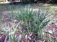 Iris longipetala