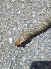 Dolichophis caspius