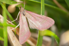 Pyrausta laticlavia