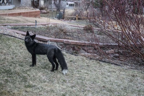 Red Fox photographed in Colorado