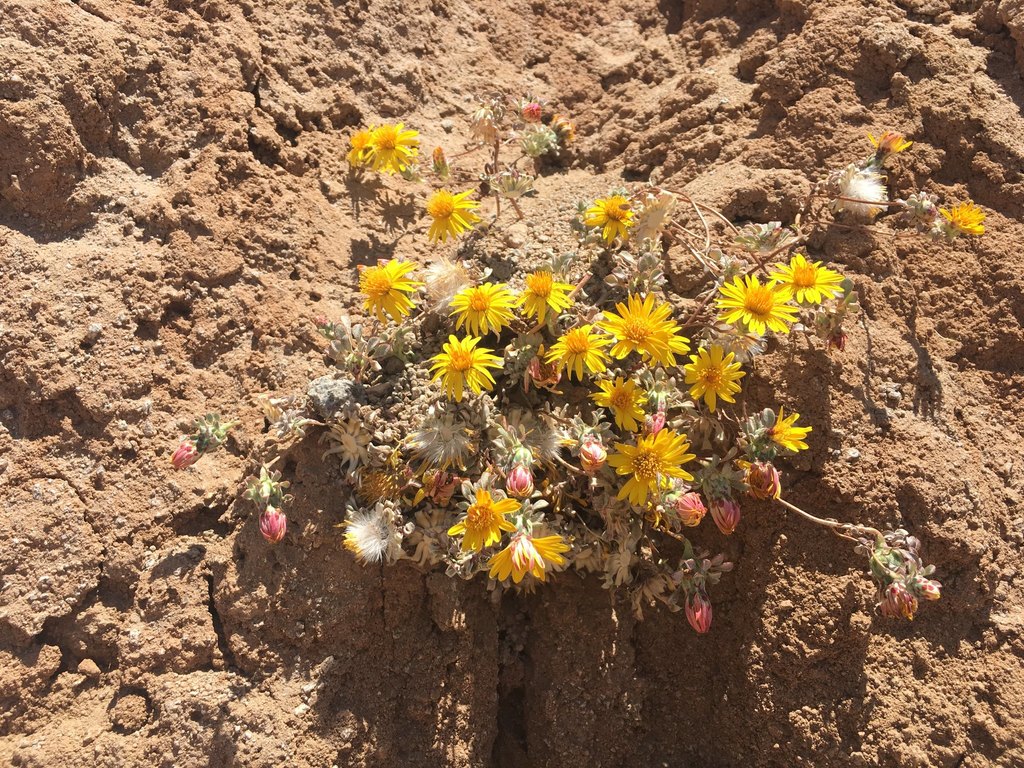 Chaetanthera pubescens