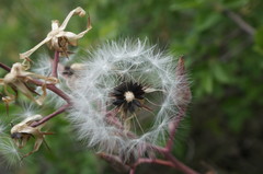 Lactuca tuberosa