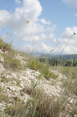 Scabiosa praemontana
