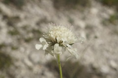 Scabiosa praemontana