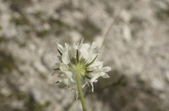 Scabiosa praemontana