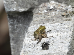 Sceloporus grammicus