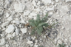 Seseli dichotomum