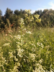 Galium mollugo