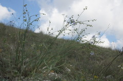 Linum squamulosum